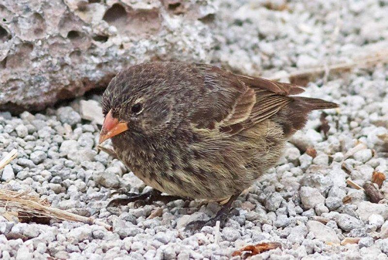 The secret of the vampire sparrow, the “bloodthirsty” bird on the island of Galapagos