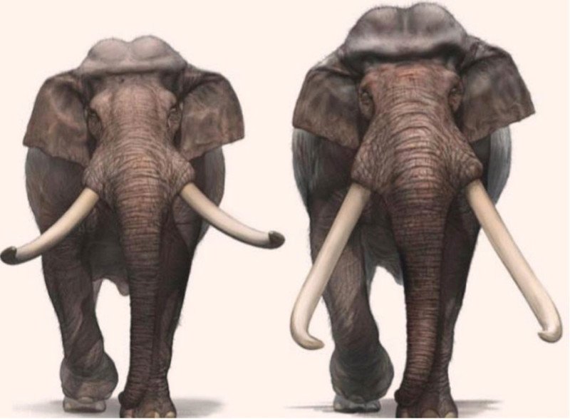 The tusks of a 500,000-year-old giant elephant found in southern Israel