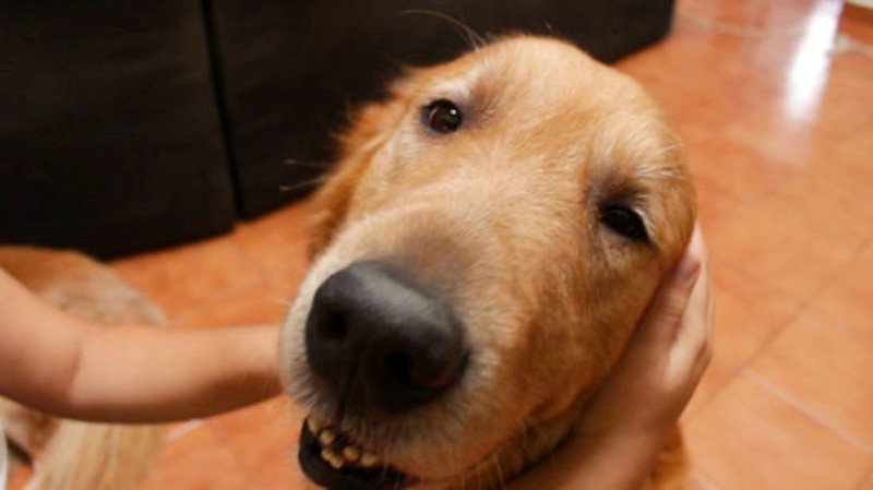 The act of petting and cuddling a dog can relieve stress and treat depression